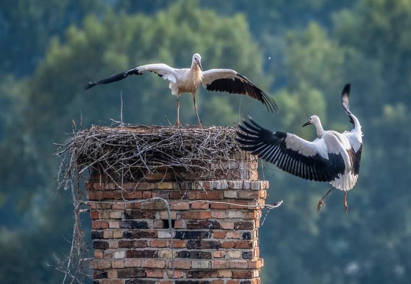 Professional Chimney Animal Removal Services in Weston, Florida