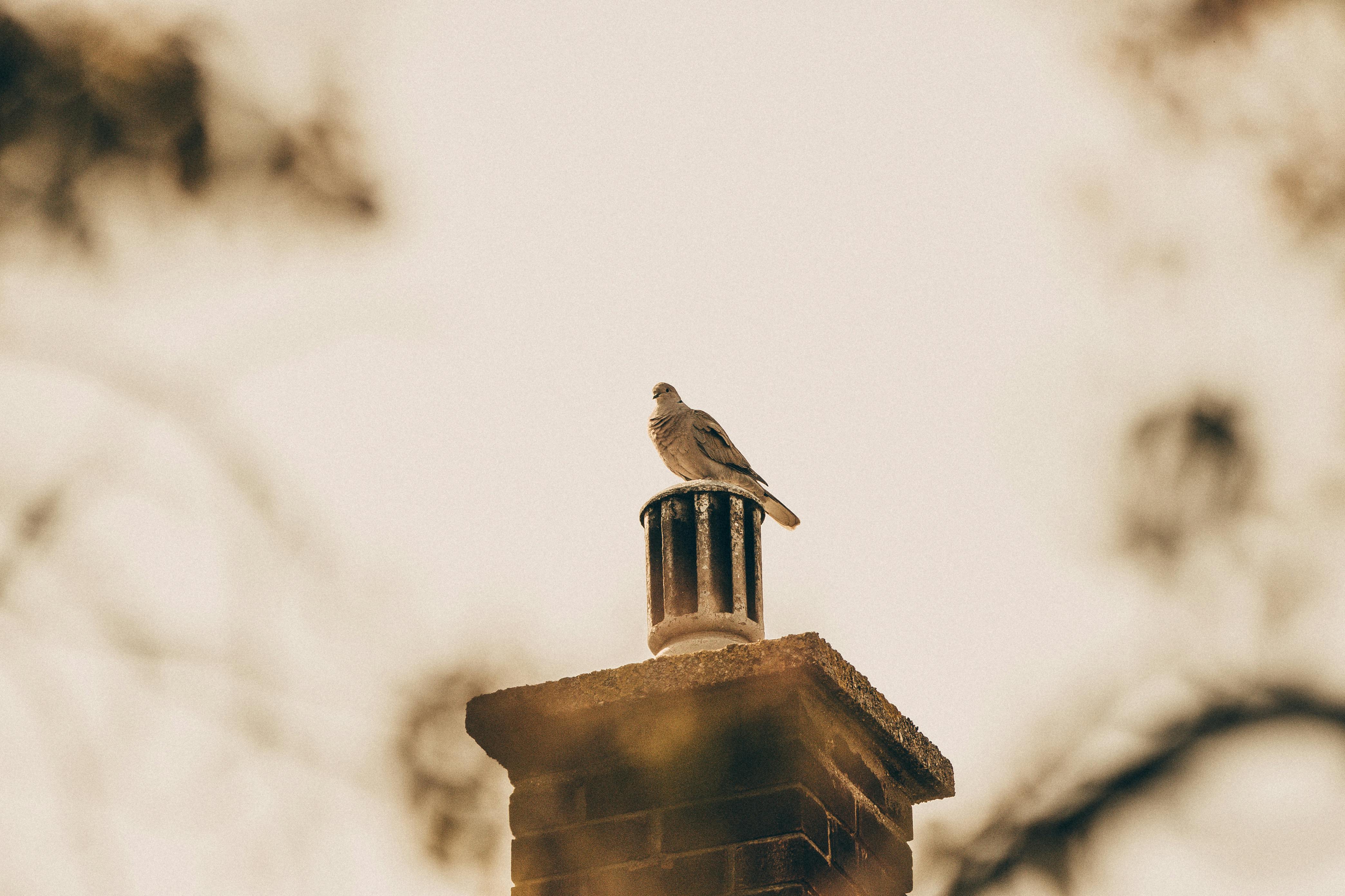 Quality Chimney Caps and Dampers Installation in Weston, FL Professional Chimney Cap and Damper In Weston Florida